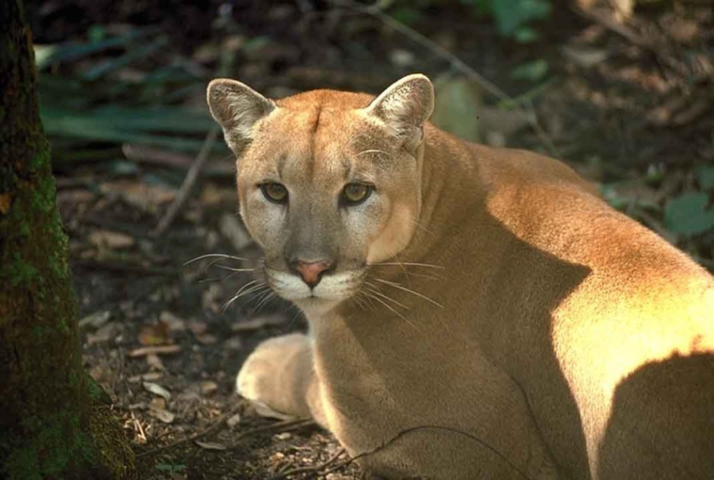 12 Alarming Facts About Florida Panthers (Animal) My Awesome Lifestyle
